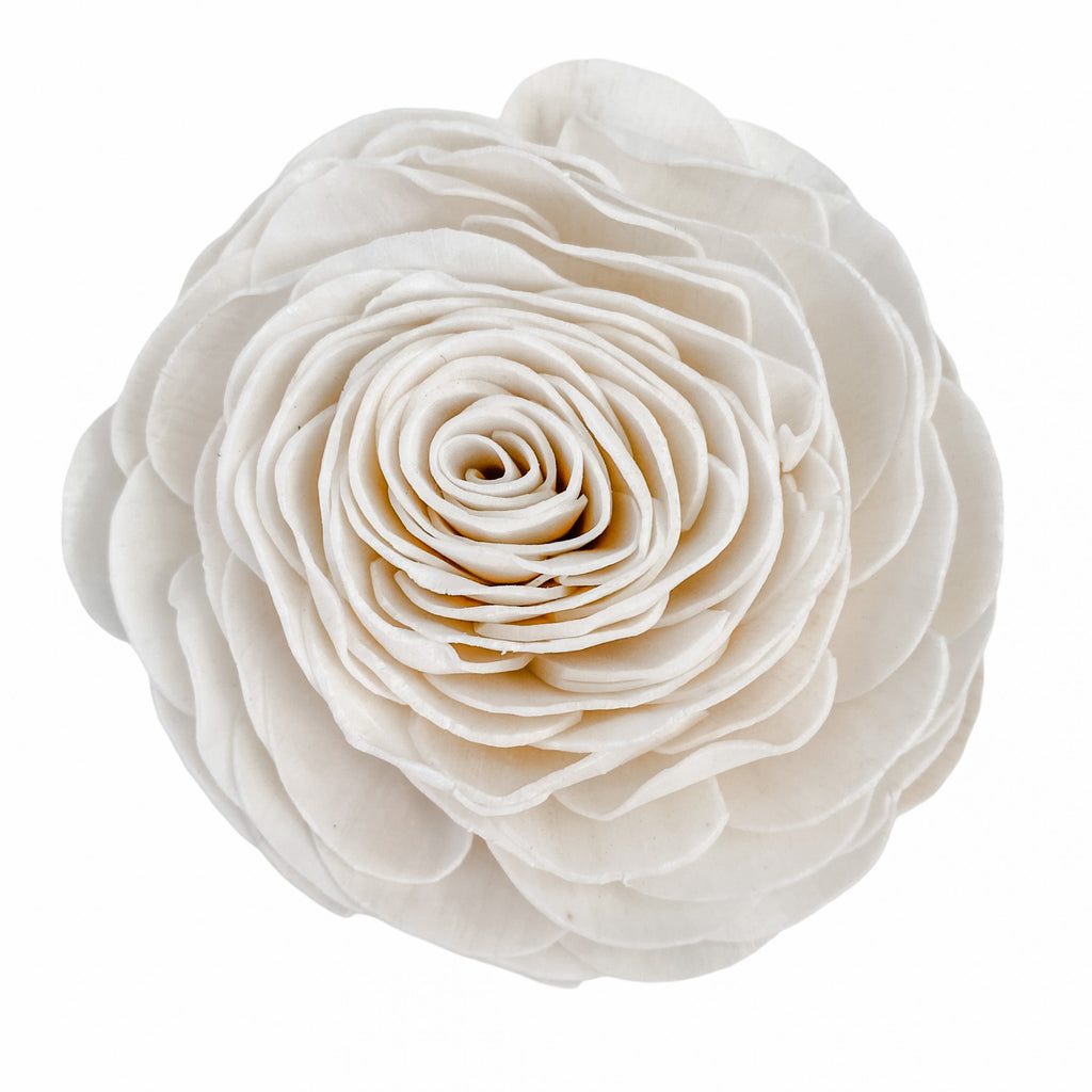 Beauty grace rose sola flower by pine and petal market buy bulk 
