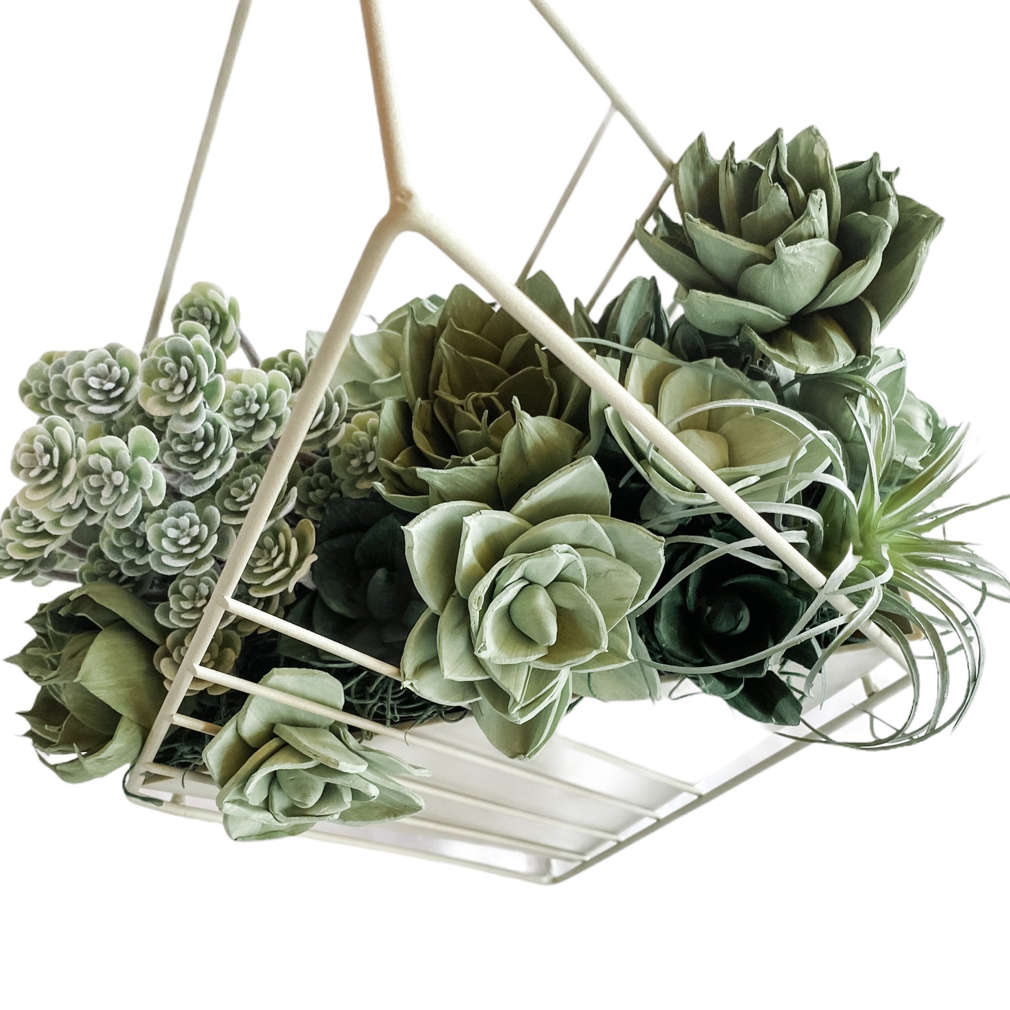 green hanging succulent Hanging Succulent Wall Diamond