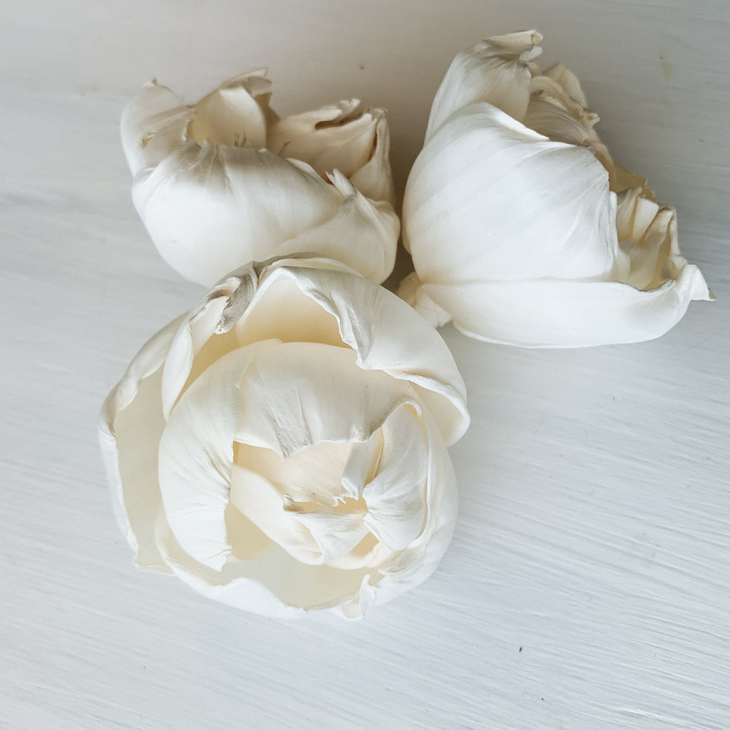 sola wood cassidy peony flower from pine and petal market