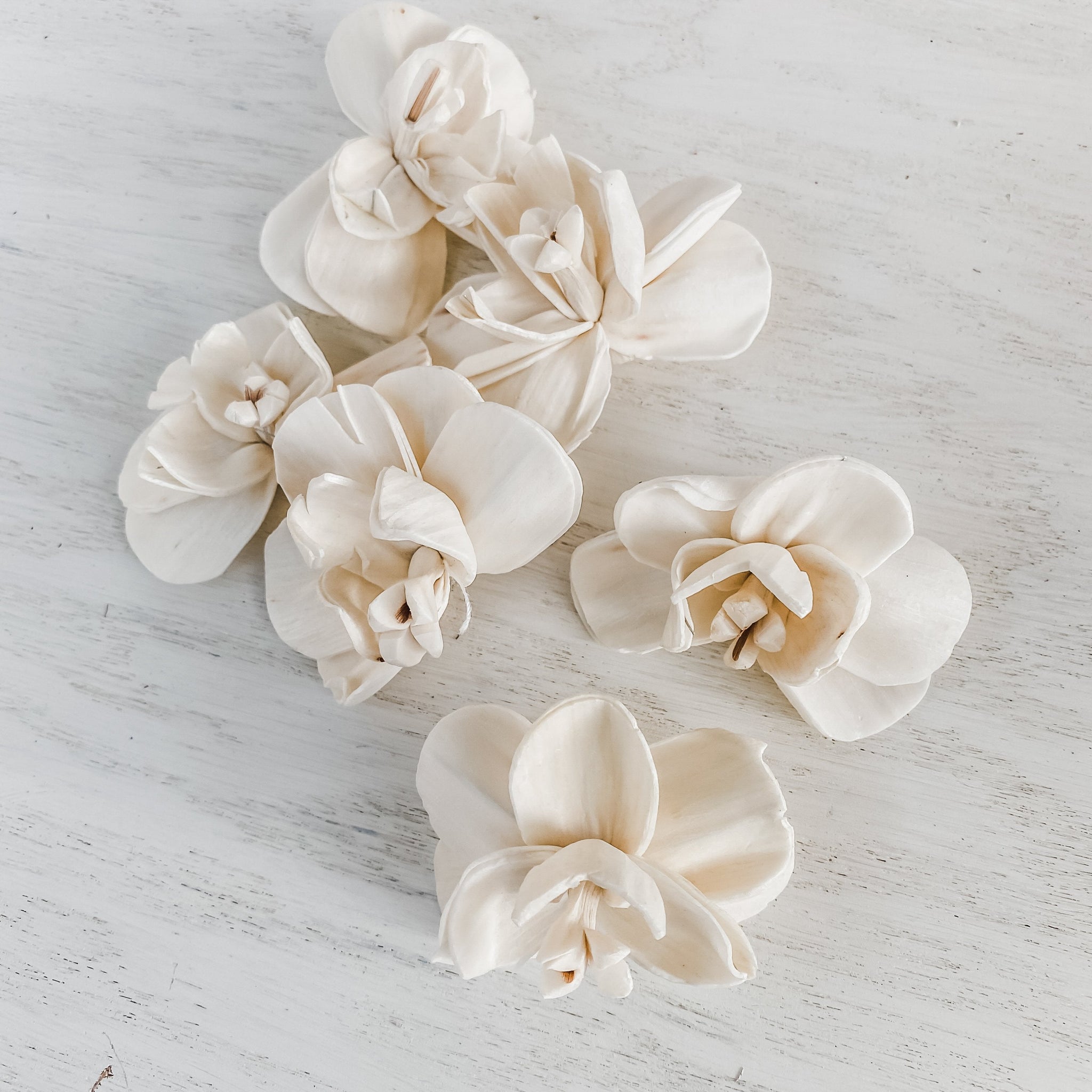opal_orchid_sola_wood_flower-